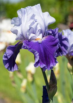 Schwertlilien, Iris barbata von Alexander Ludwig