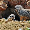 Meerkat nursery by Ingo Laue
