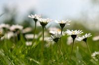 Madeliefjes in dromerige sfeer