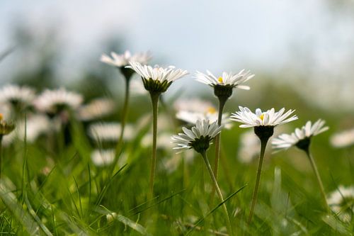 Marguerites dans une atmosphère de rêve