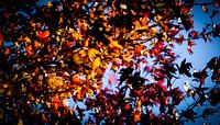 Dansende herfstbladeren in de wind von J.A. van den Ende Miniaturansicht