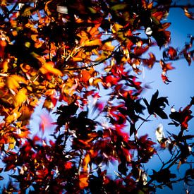 Dansende herfstbladeren in de wind von J.A. van den Ende