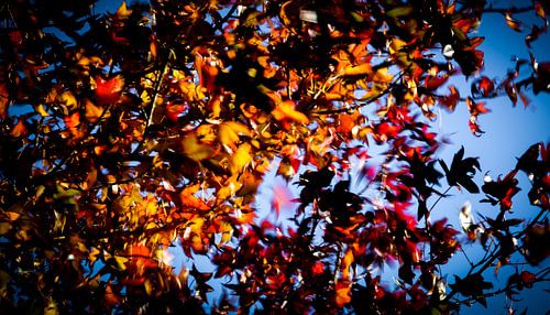 Dansende herfstbladeren in de wind