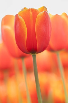 Tulpen