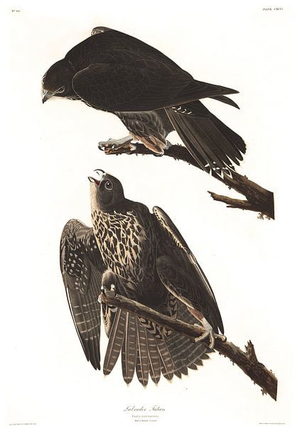 Faucon Gerfaut par Birds of America
