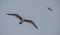 seagull