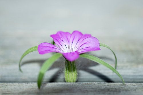 Vlasbloem 2 sur RNK Fotografie