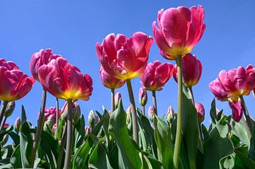 Des tulipes rouges rosées dans un champ de bulbes. sur Peter Bartelings