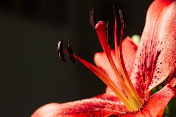 Lily, flower