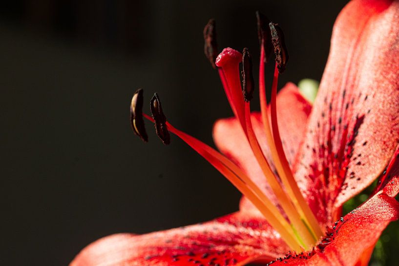 Lelie, bloem van Ingrid van Wolferen