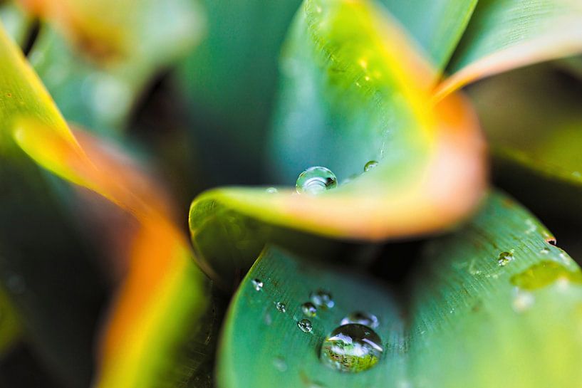 Wassertropfen von Rob Boon