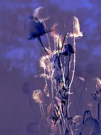 Die Felder M von Zand