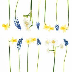 Stilleven met narcissen en blauwe druifjes van Francis Dost