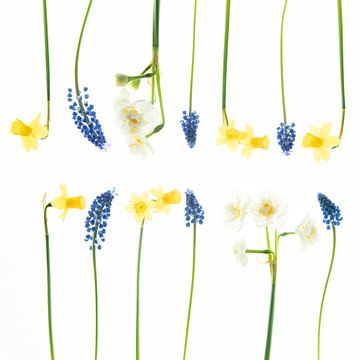 Stilleven met narcissen en blauwe druifjes