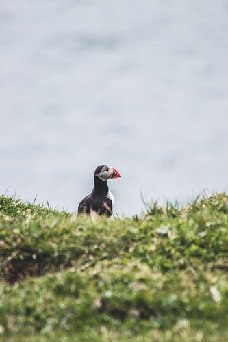 Puffin in the Faroe Islands