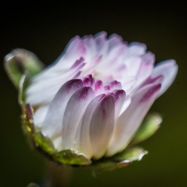 Bloemknop van Johan Slagers