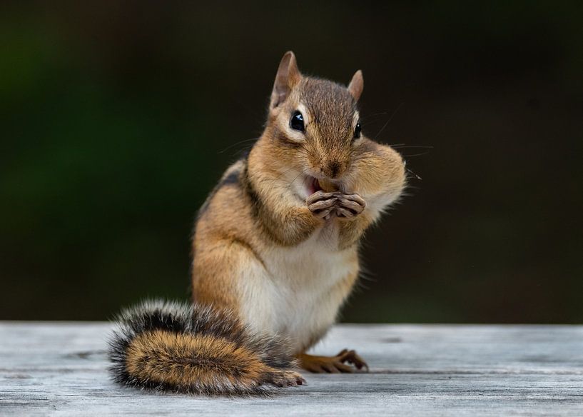 Anyone Know a Good Dentist? by Darlene Hewson