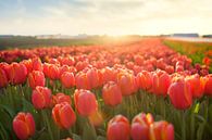 Tulpenfeld im Sonnenuntergang von Ties van Veelen Miniaturansicht