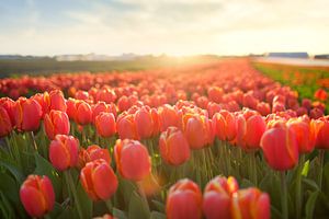 Tulpenveld in zonsondergang