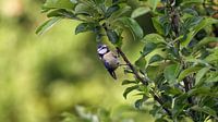 Lente, Pimpelmees in actie