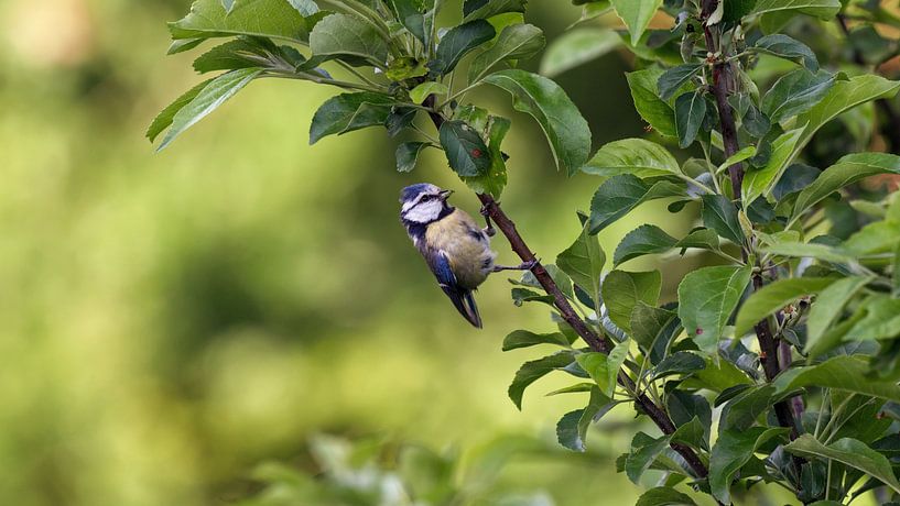 Spring, Blue tit in action by Job Vermeulen