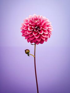 Porträt einer Protea-Blüte
