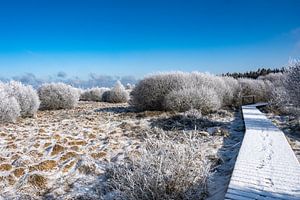 L'hiver dans les Hautes Fagnes