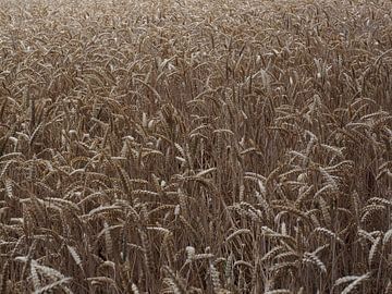 Grain field with waving culms by Joep Dirkx