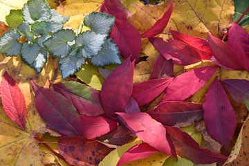 Herbstlaub im Wald von Claude Laprise