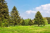 Landscape with trees in the Harz mountains, Germany by Rico Ködder thumbnail