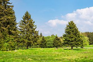 Landscape with trees in the Harz mountains, Germany van Rico Ködder