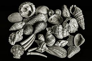 Muscheln