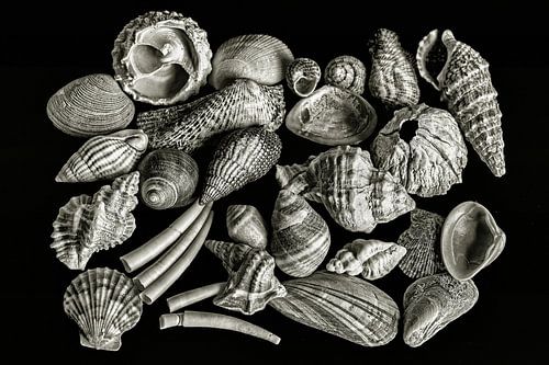 coquilles