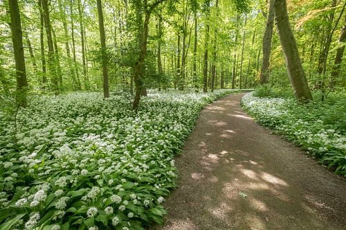 Het knoflookbos: daslook in het bos