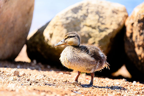 Jeune caneton de canard colvert à l'Oderteich, dans le Harz