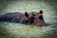 Hippo in the river, South Africa