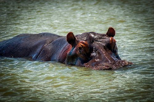 Hippopotame dans la rivière, Afrique du Sud