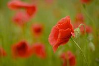 Mohnblumen