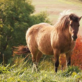 Horse in the autumn sun by Astrid Kleijn