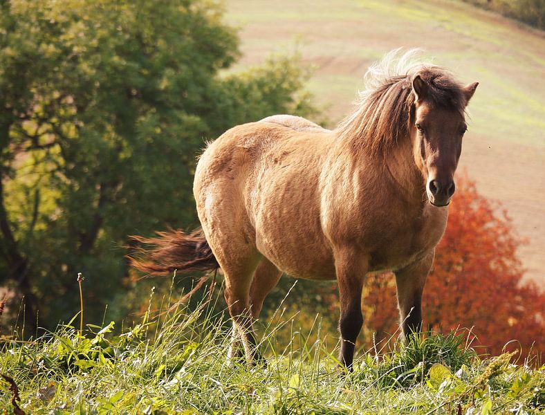 Un cheval sous le soleil d'automne par Astrid Kleijn