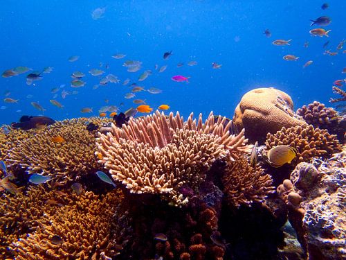 Koraalrif