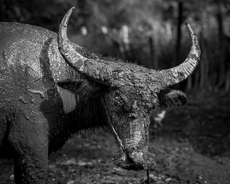 Genuine Bull from Cambodia by Michael Klinkhamer