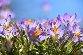 Les premiers crocus au jardin sur Claude Laprise