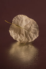 Botanical minimalist still life – burgundy bougainvillea leaves with reflections by Marjolijn van den Berg
