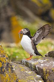 Macareux moine, Fratercula arctica. Oiseau de mer