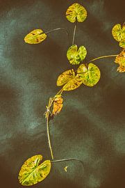 Water Lily by Ferry Noothout