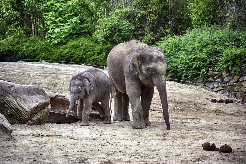 Olifant by Sidney Portier