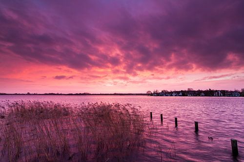 Paterswoldsemeer in purple