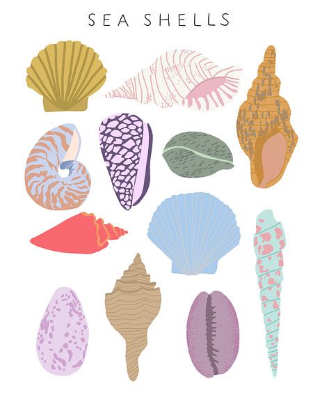 Sea shells by Sophia Amend