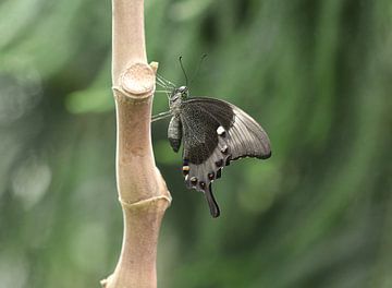 Grüngestreifter Schwalbenschwanz